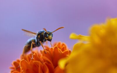 Het veilig en effectief verwijderen van een wespennest